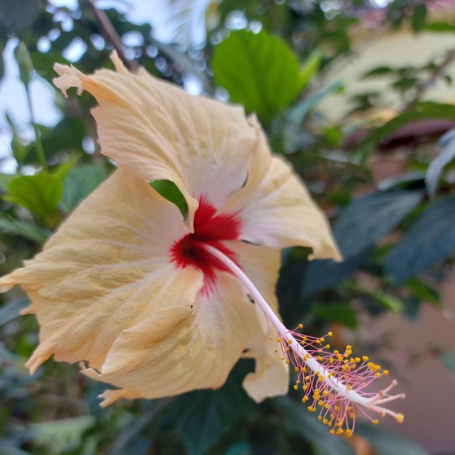 Banana Farm House Apartment Hampi Exterior photo